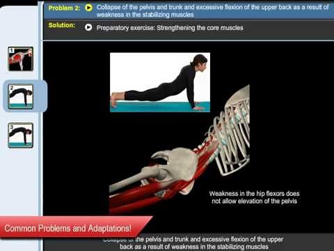 Abdominal Training Anatomy in Video Motion