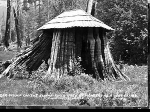 Stump Houses of Washington