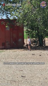 765K views · 10K reactions | That rooster just gave a whole new meaning to 'pecking order’ | Bright Side Fun | Facebook