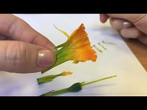 Daffodil Dissection