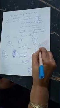 Primitive streak - Human Embryology