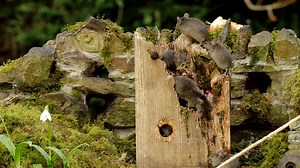 dinner time on the old rotted wood great place to climb and forage and some nice old wood to chew | George the Mouse in a log pile house