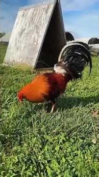 How to Properly Care for Gamefowl | Daily Routine, Feeding, Health & Ethical Tips