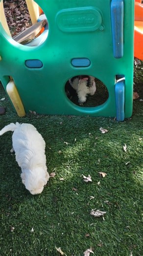 Adorable cockapoos! | Big Hickory Farm