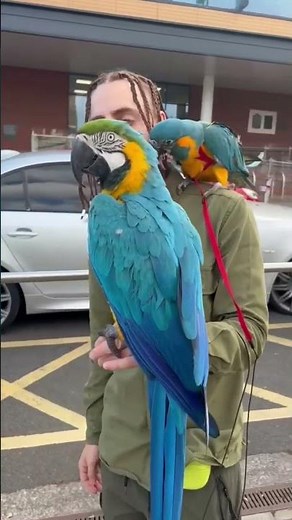 parrots who use bad words 😢 #shorts #parrots #zoo #funnyincident #animalvideos