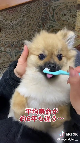 犬の歯磨きの重要性と寿命に与える影響