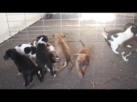 Border Collie Mix Puppies For Sale