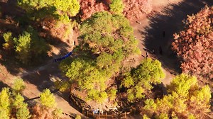 Stunning aerial view of one of the world's largest populus euphratica forests in China's Inner Mongolia. #AmazingChina | China Xinhua News