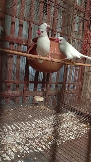 Java Sparrow #birds #shorts
