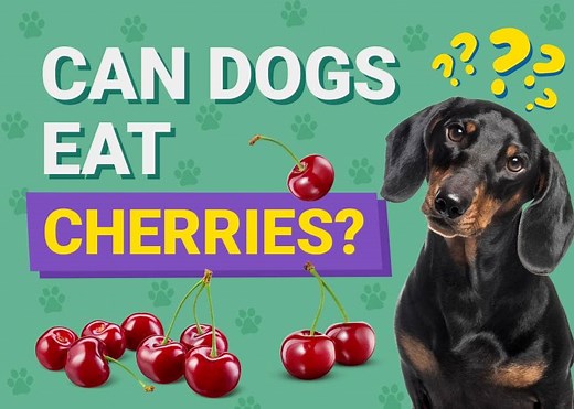 Can Dogs Eat Cherries? Vet-Verified Facts & Considerations – Dogster