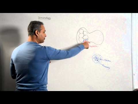 Immunology Lecture 8 (T Cells Maturation and Selection) 1/3