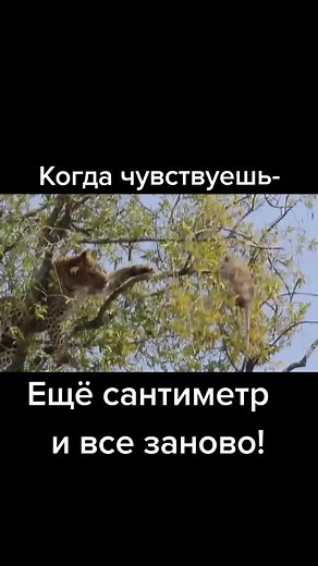 Животные в природе: Леопард и мартышка