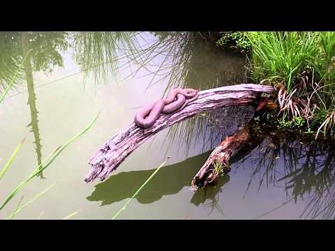 Water Snakes in our Goldfish Pond