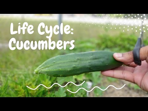 Life Cycle: Cucumbers | EBLLC, Inc.