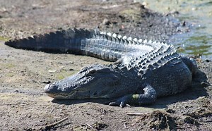 SHOCKING: Massive Alligator Swims In Alabama Woman's Front Yard Flooded By Hurricane Sally [VIDEO]