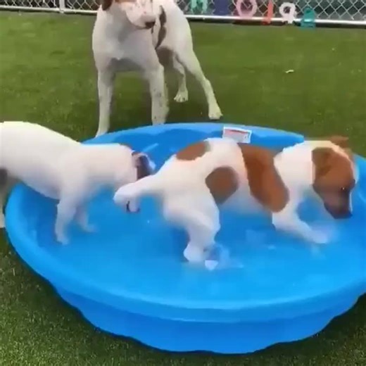 Cute Cats Washing Their Faces: A Wholesome ASMR Experience