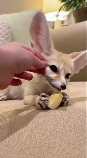 Baby Fennec Fox Eating Banana on the Couch 🦊🍌✨