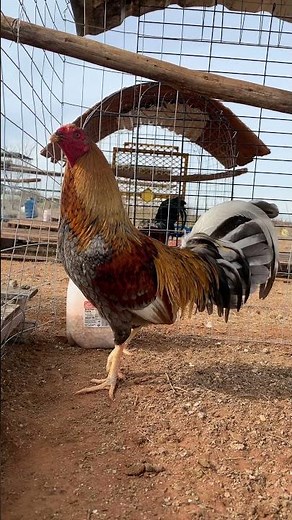 Toolpusher blue. Gamefowl