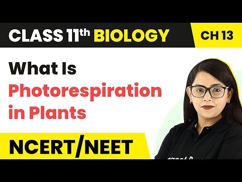 Class 11 Biology Chapter 13 | What Is Photorespiration in Plants - Photosynthesis in Higher Plants
