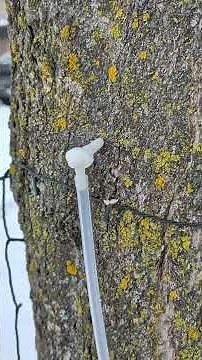 Tapping Maple Trees with 5 Gallon Buckets and hoses #homestead #diy #mapletrees #maplesyrup