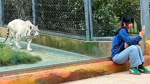 White tiger ominously creeps up on girl in China