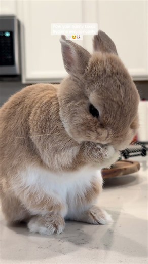 When your bunny takes hygiene very seriously 🥹🤍 #bunny #bunniesoftiktok #bunnies #PetsOfTikTok ##rabbitsoftiktok