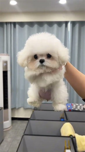 Unleashed Speed: Watch This Bichon's Swift Swimming Skills