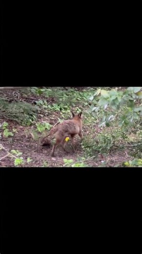 Τα ζώα της Πάρνηθας. Κόκκινη Αλεπού Canis Vulpes… ηταν ιδιαίτερα φιλική και προσιτή.