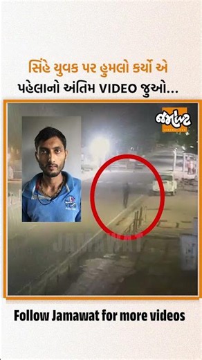 અમરેલીમાં સિંહે યુવક હુમલો કર્યો એ પહેલા શું થયું જુઓ….