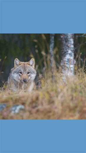 Red wolves and Mexican wolves are nearing extinction. Will you help protect them? Across the United States, red wolves and Mexican wolves are fighting for survival. With only a few hundred left in the wild combined, every loss is devastating, as it pushes these wolves one step closer to extinction. | The Animal Rescue Site by GreaterGood