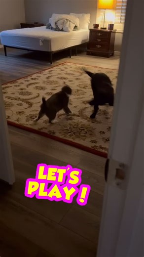 🐾✨ Besties in Action! ✨🐾 One of our Luvable AZ Labs families sent us the sweetest video— their Labrador puppy and the family cat playing together like lifelong pals. We often get asked: “Are your puppies friendly with cats?” The answer? Absolutely! 💛 These two are proof that Labs don’t just make great companions for people… they’re also the purr-fect playmates for feline friends. 🐶🐱 At Luvable AZ Labs, we love seeing our pups grow into homes where they build bonds that last a lifetime. Whet