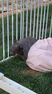 25K views · 475 reactions | On Wednesdays we wear pink.  Did you...