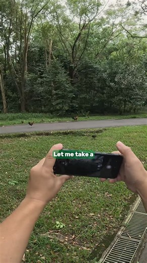 🌿Sometimes a moment out in nature is just what you need for a reset. NSS Every Singaporean a Naturalist (ESN) offers a unique CSR opportunity for your team to spend time out in the wild. Reconnect with nature while contributing to citizen science – spot different species and upload your observation data at the click of a button!📸🦅 Interested to get involved? Visit nss.org.sg/corporates to find out more! Keen to support our initiatives? Make a donation! In 2025, every contribution will be matc