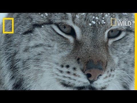 Le lynx boréal