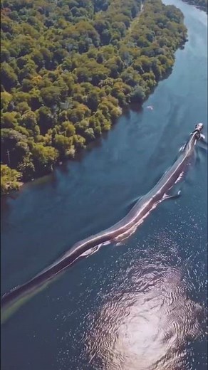 The BIGGEST Anaconda Ever Caught in the Amazon – Shocking Discovery |biggest anaconda |