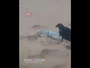 473K views · 35K reactions | تەلەفزیۆنی یەكگرتوو - كەناڵی هەولێر ... قەلەرەش یەكێك لە ئاقڵترین باڵندەكانی سەر زەوی ... | Utv.Hawler | Facebook