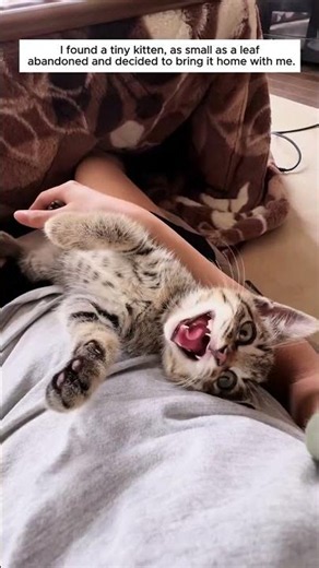 I found a tiny kitten,as small as a leaf abandoned and decided to bring it home with me #rescue #r