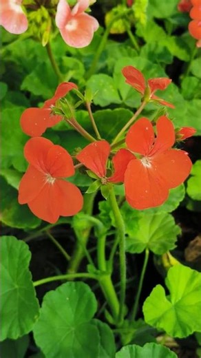 Geranium #garden #gardenplants #flowers # new bharat nursery mlk # landscaping