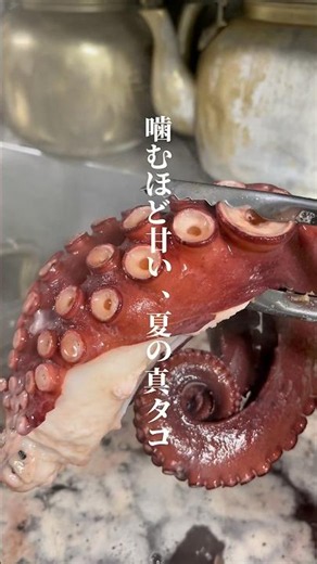 【タコ】噛むほど甘い真タコの刺身#真タコ#タコ刺し#旬の魚#福井グルメ#海鮮グルメ