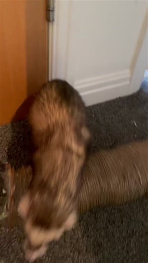 Sully & Irwin on TikTok