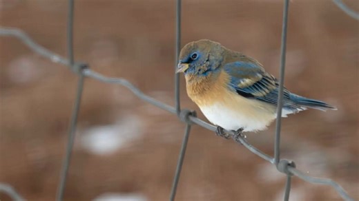 Rare bird appears in Ohio for possibly the first time, ODNR says