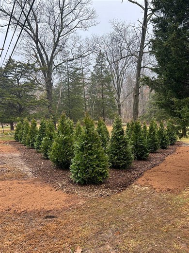 WE'RE NOT LANDSCAPERS!! But we do know our way around an excavator and we sure were glad to have the help of a machine to plant these 34 trees. We went back the next day and laid weed prevent fabric, and mulched the whole area making it extremely low maintenance and aesthetically pleasing. While this isn't our normal line of work and not something we offer as a service, it was so satisfying to see it all completed. #excavation #hardscape #operator #plantingtrees #klconstruction #greenlane | K & 