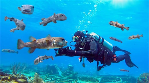 Close encounter with a porcupinefish