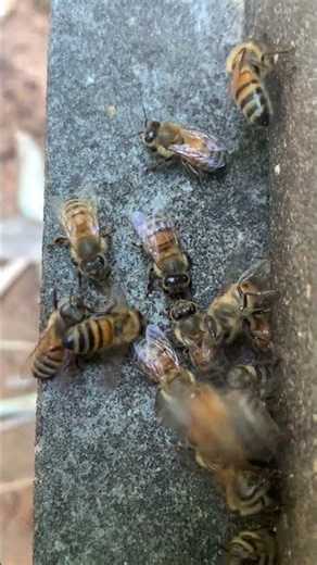 The Secret Life of a Worker Bee 🐝 Every Job from Birth to Death! #shorts