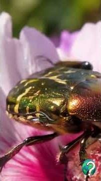 Bronze Beetle The Beautiful Insect That Works for Nature