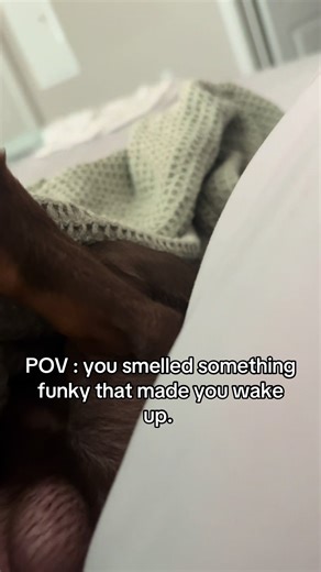 Dachshund Awakening: Adorable Reactions to Funky Smells