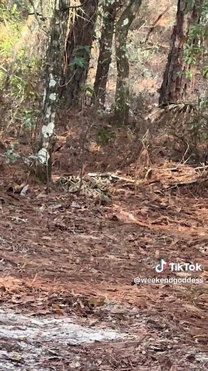 Encounter with a Massive Rattlesnake in Florida