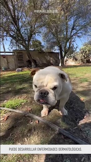Lo que no sabías sobre la salud de un Bulldog inglés