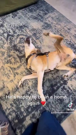 3.2K views · 568 reactions | 15 year old senior dog, leaves the...