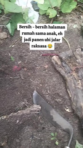 panen ubi jalar raksasa . .. #fyp #ubijalar #panen #kebunsendiri #ubijalarungu